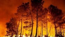 İklim değişikliği orman yangınlarına davetiye çıkarıyor
