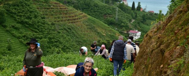 ÇAYKUR, yaş çay alım kotasını tekrar düşürdü